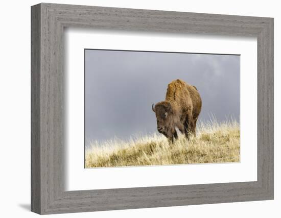 Bison in Fall, Lamar Valley, Yellowstone National Park, Wyoming-Adam Jones-Framed Photographic Print