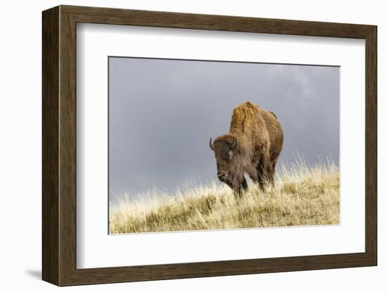 Bison in Fall, Lamar Valley, Yellowstone National Park, Wyoming-Adam Jones-Framed Photographic Print