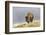 Bison in Fall, Lamar Valley, Yellowstone National Park, Wyoming-Adam Jones-Framed Photographic Print