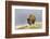 Bison in Fall, Lamar Valley, Yellowstone National Park, Wyoming-Adam Jones-Framed Photographic Print