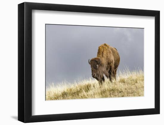 Bison in Fall, Lamar Valley, Yellowstone National Park, Wyoming-Adam Jones-Framed Photographic Print