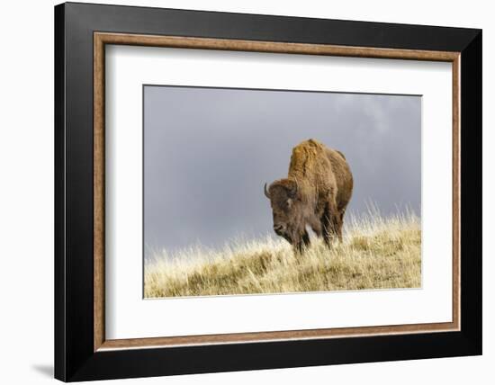 Bison in Fall, Lamar Valley, Yellowstone National Park, Wyoming-Adam Jones-Framed Photographic Print