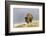 Bison in Fall, Lamar Valley, Yellowstone National Park, Wyoming-Adam Jones-Framed Photographic Print