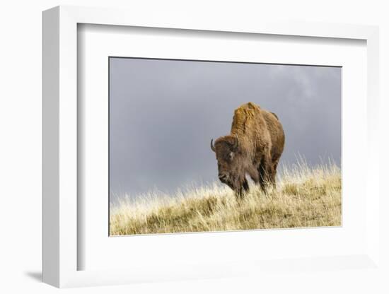 Bison in Fall, Lamar Valley, Yellowstone National Park, Wyoming-Adam Jones-Framed Photographic Print