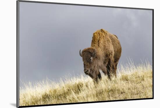 Bison in Fall, Lamar Valley, Yellowstone National Park, Wyoming-Adam Jones-Mounted Photographic Print