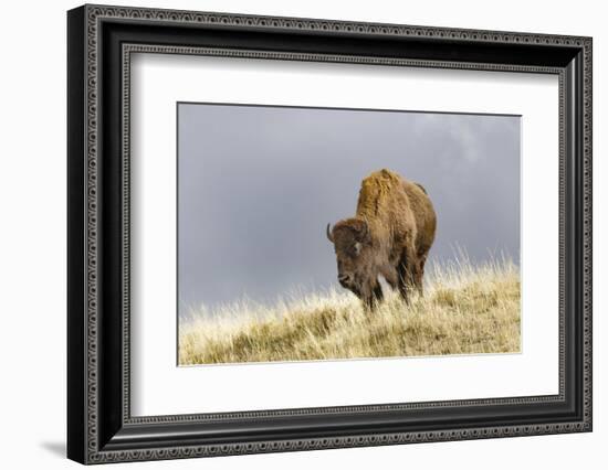 Bison in Fall, Lamar Valley, Yellowstone National Park, Wyoming-Adam Jones-Framed Photographic Print