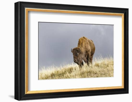 Bison in Fall, Lamar Valley, Yellowstone National Park, Wyoming-Adam Jones-Framed Photographic Print