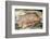 Bison in Font De Gaume, c.25,000 B.C.-Prehistoric-Framed Photographic Print