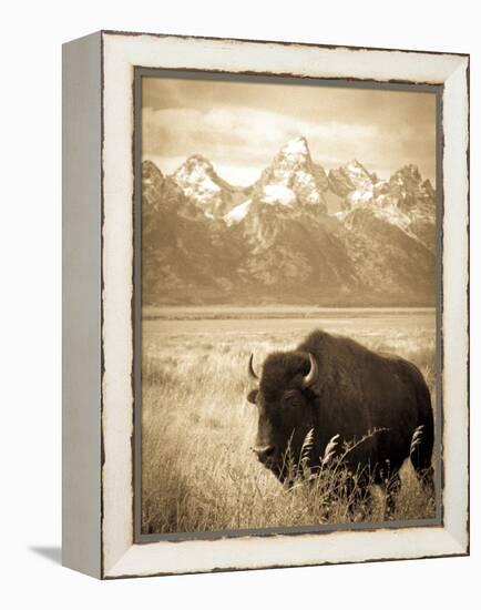 Bison in Grand Teton National Park Wyoming-Justin Bailie-Framed Premier Image Canvas