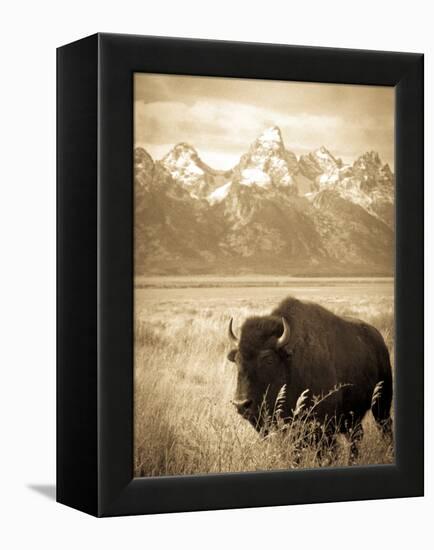 Bison in Grand Teton National Park Wyoming-Justin Bailie-Framed Premier Image Canvas
