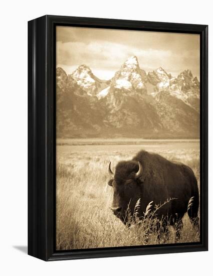 Bison in Grand Teton National Park Wyoming-Justin Bailie-Framed Premier Image Canvas