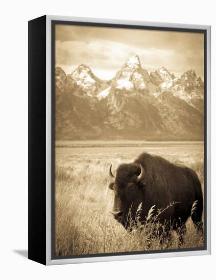 Bison in Grand Teton National Park Wyoming-Justin Bailie-Framed Premier Image Canvas