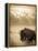 Bison in Grand Teton National Park Wyoming-Justin Bailie-Framed Premier Image Canvas