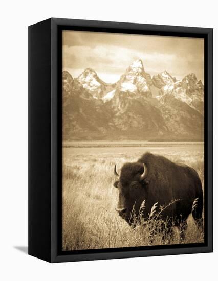 Bison in Grand Teton National Park Wyoming-Justin Bailie-Framed Premier Image Canvas