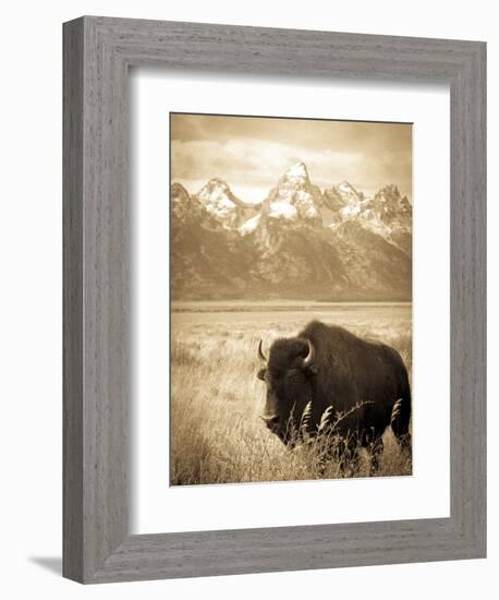 Bison in Grand Teton National Park Wyoming-Justin Bailie-Framed Photographic Print