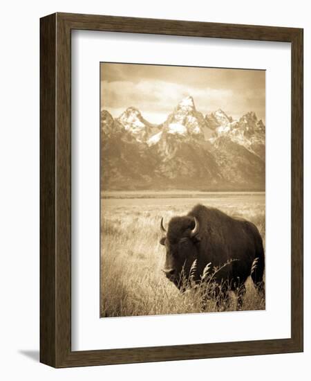 Bison in Grand Teton National Park Wyoming-Justin Bailie-Framed Photographic Print