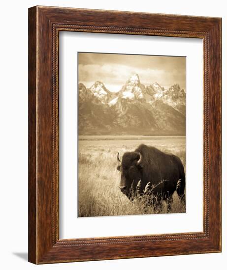 Bison in Grand Teton National Park Wyoming-Justin Bailie-Framed Photographic Print