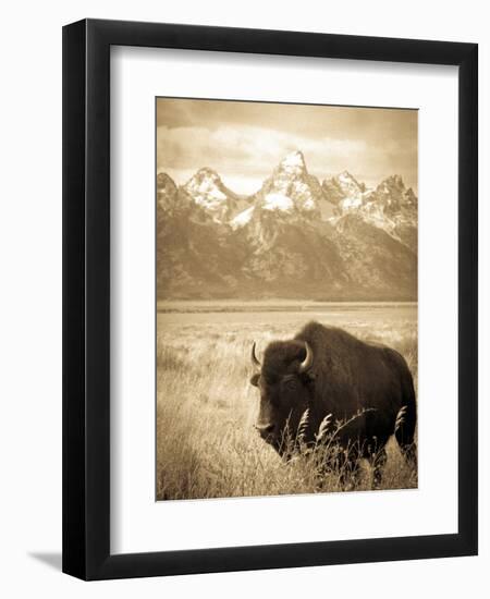 Bison in Grand Teton National Park Wyoming-Justin Bailie-Framed Photographic Print