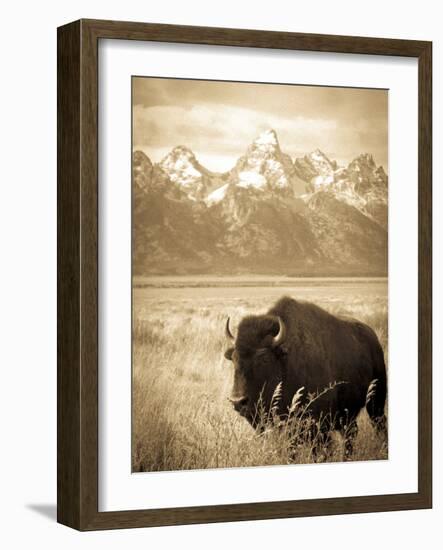 Bison in Grand Teton National Park Wyoming-Justin Bailie-Framed Photographic Print