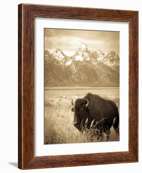 Bison in Grand Teton National Park Wyoming-Justin Bailie-Framed Photographic Print