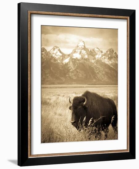 Bison in Grand Teton National Park Wyoming-Justin Bailie-Framed Photographic Print