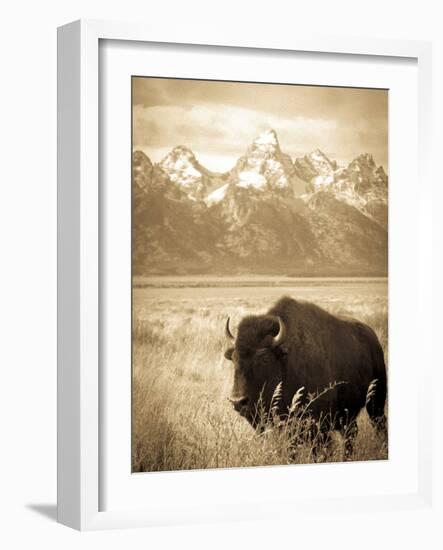 Bison in Grand Teton National Park Wyoming-Justin Bailie-Framed Photographic Print