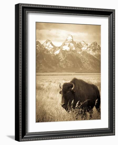 Bison in Grand Teton National Park Wyoming-Justin Bailie-Framed Photographic Print
