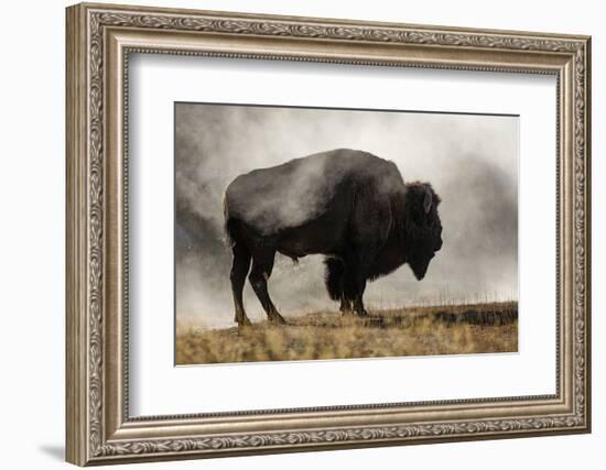 Bison in Mist, Upper Geyser Basin Near Old Faithful, Yellowstone National Park, Wyoming-Adam Jones-Framed Photographic Print