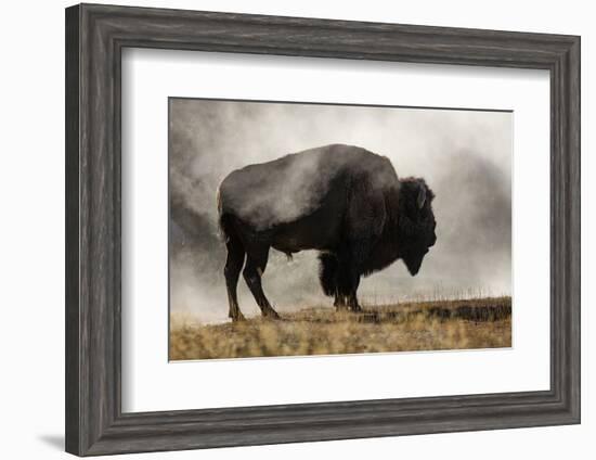 Bison in Mist, Upper Geyser Basin Near Old Faithful, Yellowstone National Park, Wyoming-Adam Jones-Framed Photographic Print