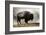 Bison in Mist, Upper Geyser Basin Near Old Faithful, Yellowstone National Park, Wyoming-Adam Jones-Framed Photographic Print