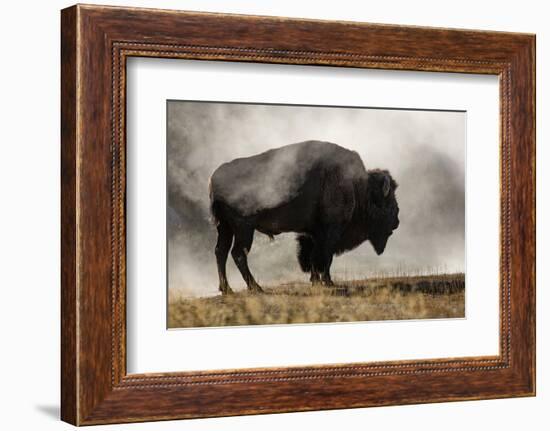 Bison in Mist, Upper Geyser Basin Near Old Faithful, Yellowstone National Park, Wyoming-Adam Jones-Framed Photographic Print