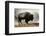 Bison in Mist, Upper Geyser Basin Near Old Faithful, Yellowstone National Park, Wyoming-Adam Jones-Framed Photographic Print