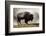 Bison in Mist, Upper Geyser Basin Near Old Faithful, Yellowstone National Park, Wyoming-Adam Jones-Framed Photographic Print