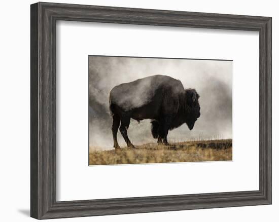 Bison in Mist, Upper Geyser Basin Near Old Faithful, Yellowstone National Park, Wyoming-Adam Jones-Framed Photographic Print