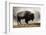 Bison in Mist, Upper Geyser Basin Near Old Faithful, Yellowstone National Park, Wyoming-Adam Jones-Framed Photographic Print