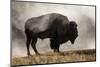 Bison in Mist, Upper Geyser Basin Near Old Faithful, Yellowstone National Park, Wyoming-Adam Jones-Mounted Photographic Print