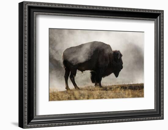 Bison in Mist, Upper Geyser Basin Near Old Faithful, Yellowstone National Park, Wyoming-Adam Jones-Framed Photographic Print