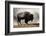 Bison in Mist, Upper Geyser Basin Near Old Faithful, Yellowstone National Park, Wyoming-Adam Jones-Framed Photographic Print