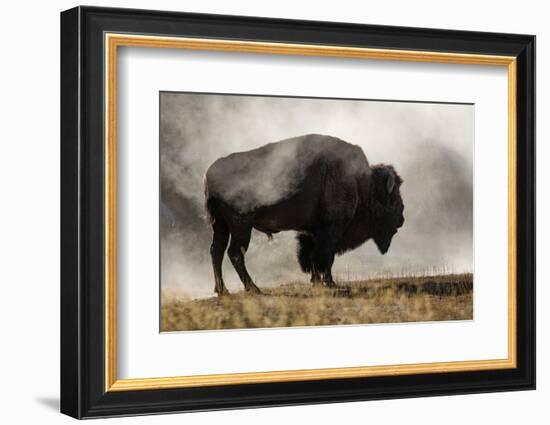 Bison in Mist, Upper Geyser Basin Near Old Faithful, Yellowstone National Park, Wyoming-Adam Jones-Framed Photographic Print