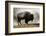 Bison in Mist, Upper Geyser Basin Near Old Faithful, Yellowstone National Park, Wyoming-Adam Jones-Framed Photographic Print