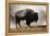 Bison in Mist, Upper Geyser Basin Near Old Faithful, Yellowstone National Park, Wyoming-Adam Jones-Framed Premier Image Canvas