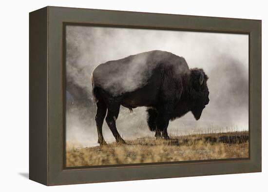 Bison in Mist, Upper Geyser Basin Near Old Faithful, Yellowstone National Park, Wyoming-Adam Jones-Framed Premier Image Canvas