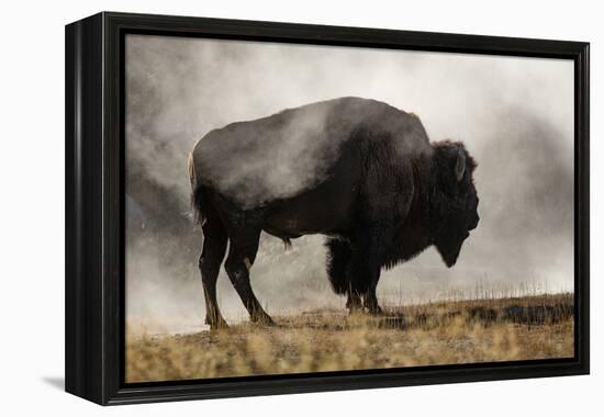 Bison in Mist, Upper Geyser Basin Near Old Faithful, Yellowstone National Park, Wyoming-Adam Jones-Framed Premier Image Canvas