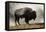 Bison in Mist, Upper Geyser Basin Near Old Faithful, Yellowstone National Park, Wyoming-Adam Jones-Framed Premier Image Canvas