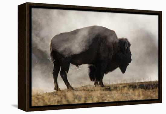 Bison in Mist, Upper Geyser Basin Near Old Faithful, Yellowstone National Park, Wyoming-Adam Jones-Framed Premier Image Canvas
