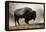 Bison in Mist, Upper Geyser Basin Near Old Faithful, Yellowstone National Park, Wyoming-Adam Jones-Framed Premier Image Canvas