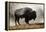 Bison in Mist, Upper Geyser Basin Near Old Faithful, Yellowstone National Park, Wyoming-Adam Jones-Framed Premier Image Canvas