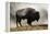 Bison in Mist, Upper Geyser Basin Near Old Faithful, Yellowstone National Park, Wyoming-Adam Jones-Framed Premier Image Canvas