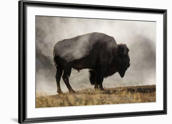 Bison in Mist, Upper Geyser Basin Near Old Faithful, Yellowstone National Park, Wyoming-Adam Jones-Framed Photographic Print