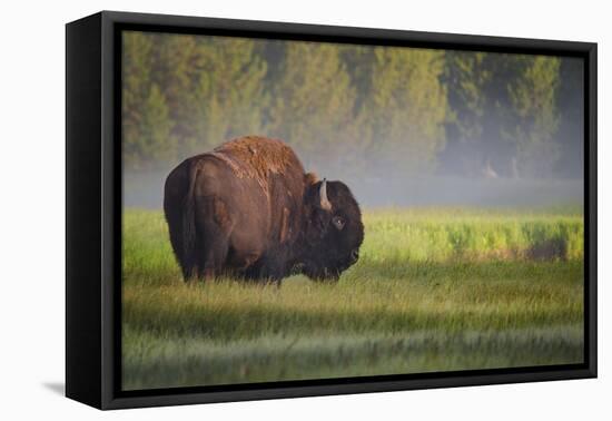 Bison in Morning Light-Sandipan Biswas-Framed Premier Image Canvas